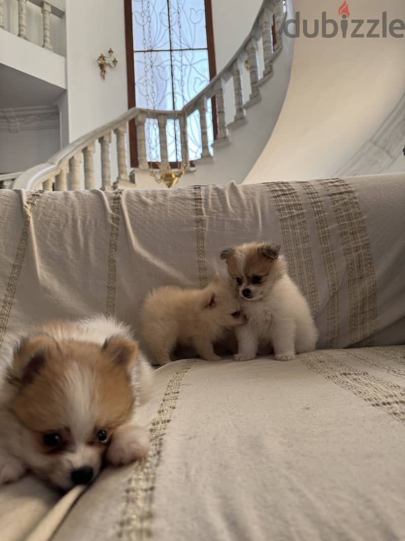 Pomeranian 10
