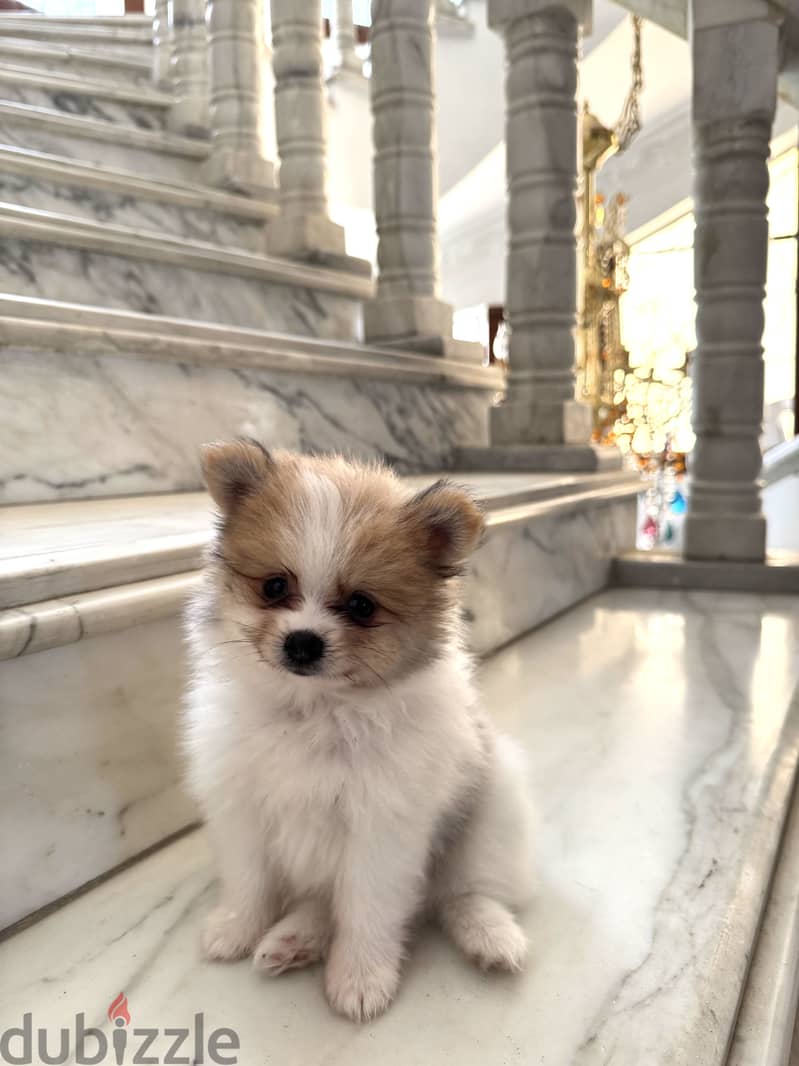 Pomeranian 11