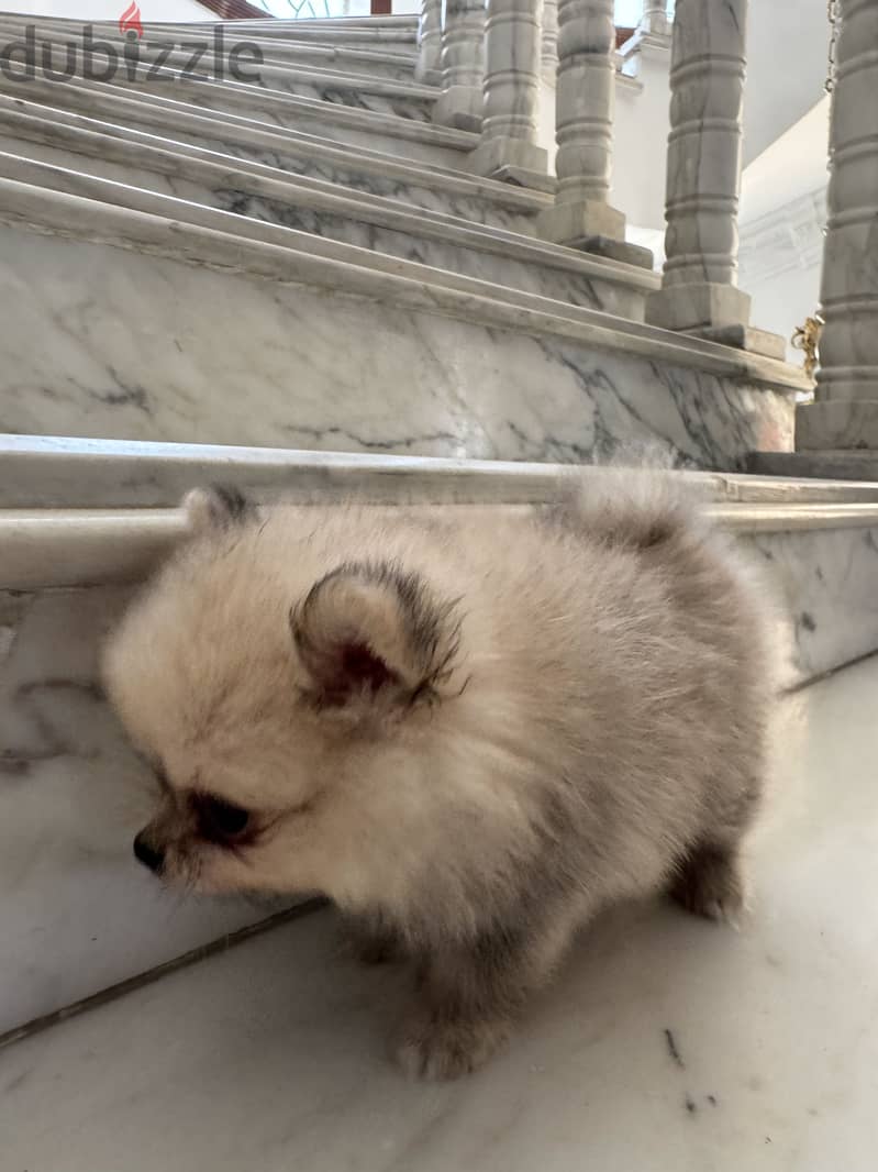Pomeranian 12