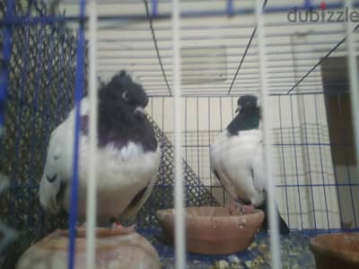قص حمام الباش