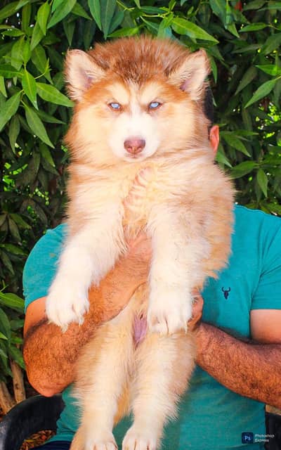 هاسكي لونج هير husky
