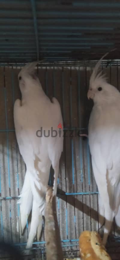 جوز كوكتيل البينو عين حمرا شغال