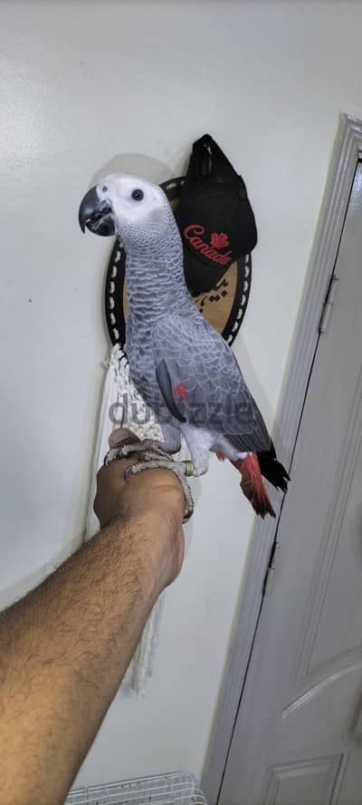 زغلول زنجباري بدايه كلام
