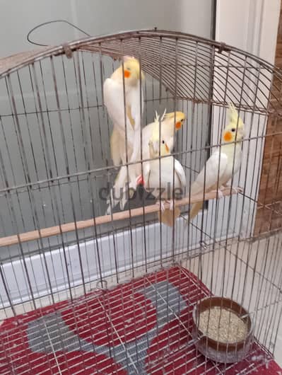 كوكتيل لاتيني شباب