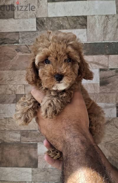 poodle
