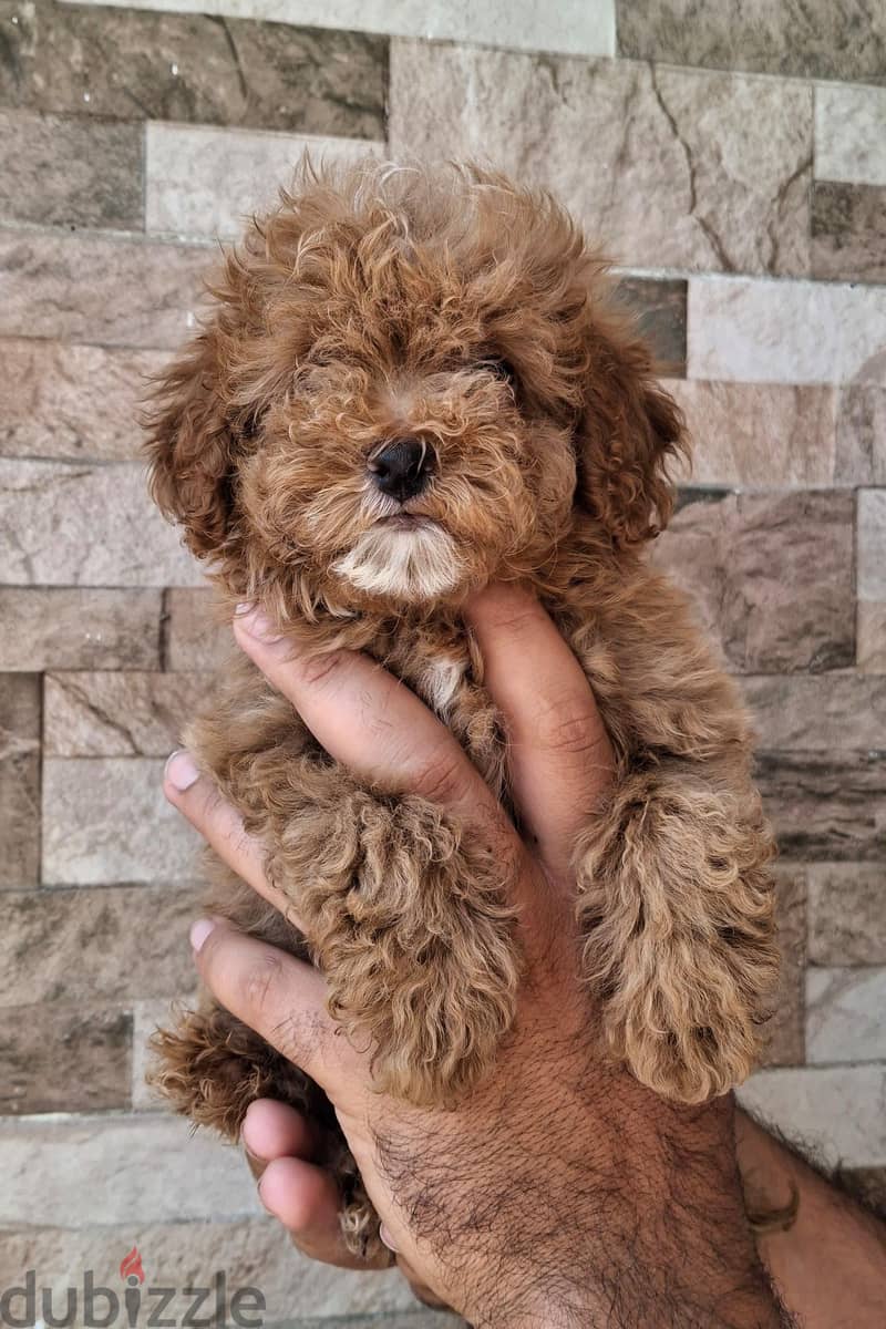 poodle 1