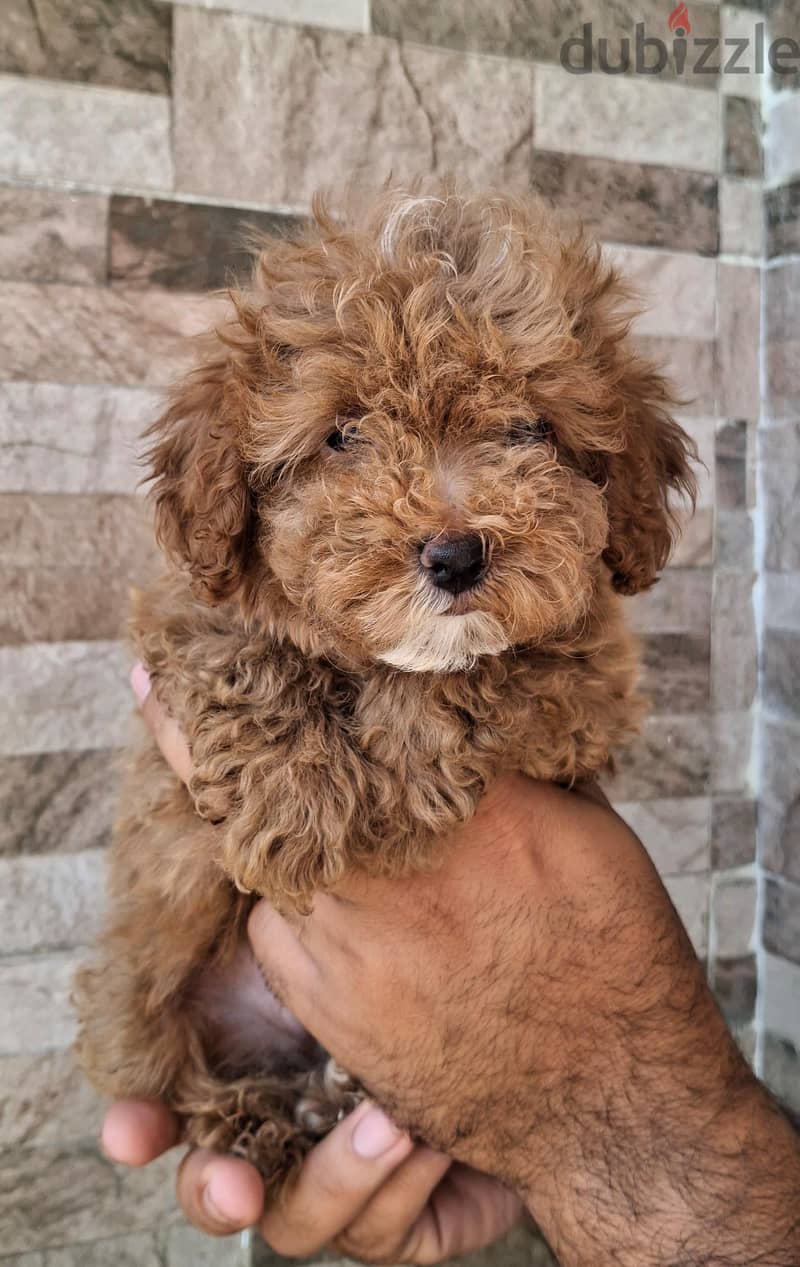 poodle 2
