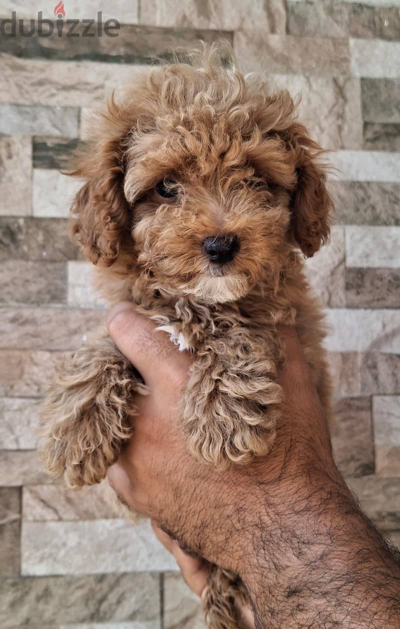 poodle 3
