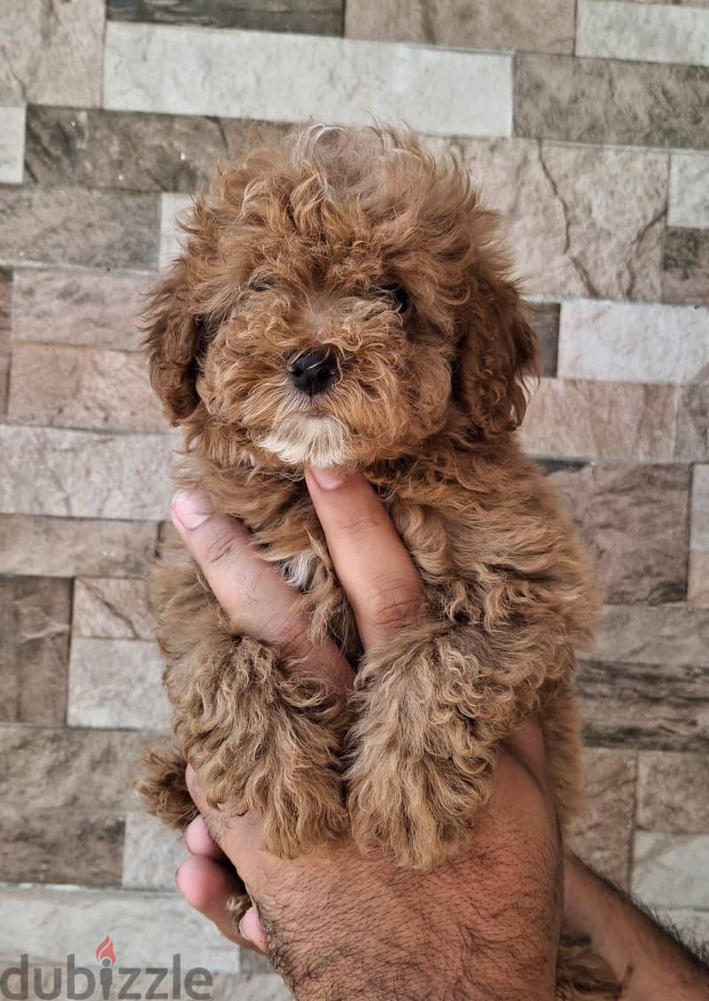 poodle 4