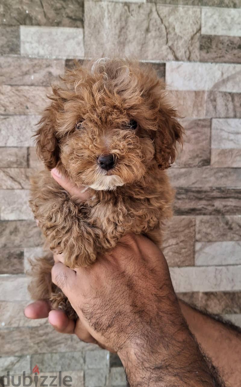 poodle 5