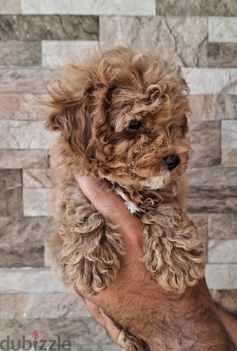 poodle 6