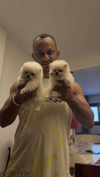Puppies imported parents fci