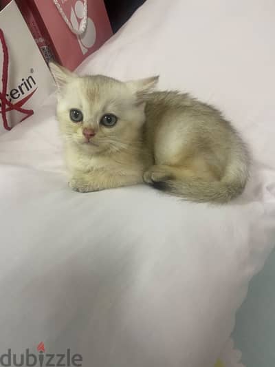 Scottish straight cat