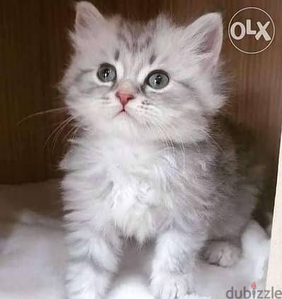 قط شيرازي 50 يوم يرجي الاتصال علي 01094843595