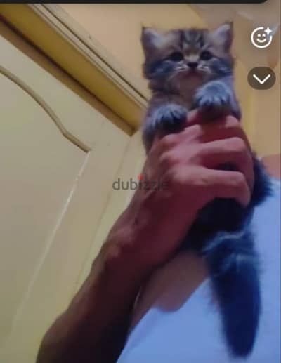 قط شيرازي 52 يوم يرجي الاتصال علي 01094843595