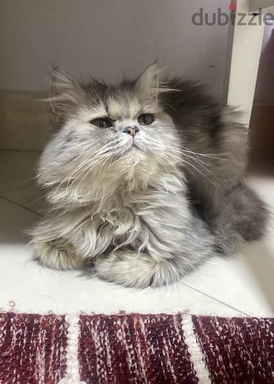 قطة للتبني