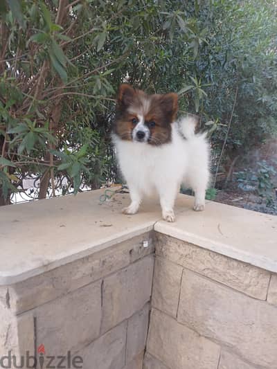 Pomeranian male & female  بوميرانيان تحف