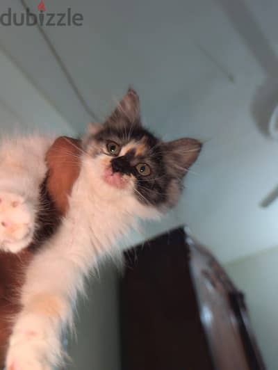 cat for sale - due to travel cat for sale - due to travel