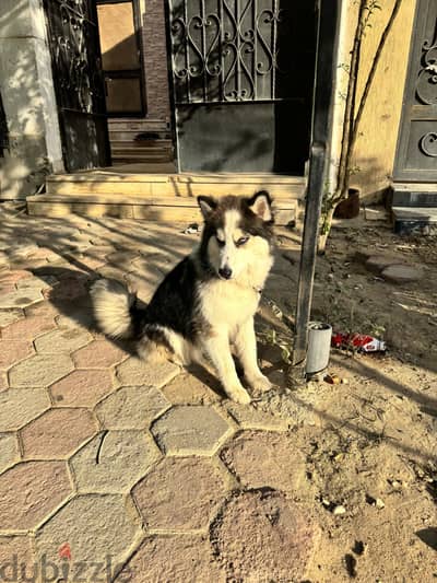 جرو هاسكي ٧ شهور Siberian husky