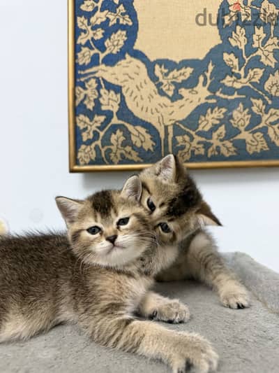 British Shorthair BSH Kittens – NY25 Golden