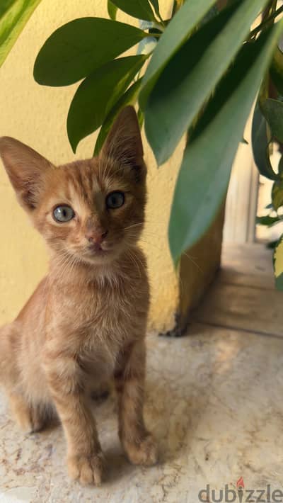 tabby ginger cat, male, 3 months for sale