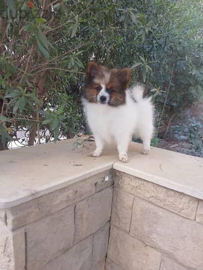 كلاب بومرينيان جرو بوكيت سايز | Pocket Pomeranian Puppy