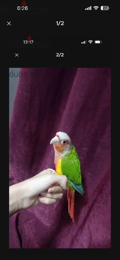 بغبعاء كنيور هاي رد