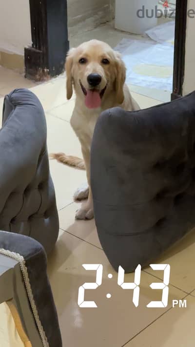 Pure vaccinated golden retriever