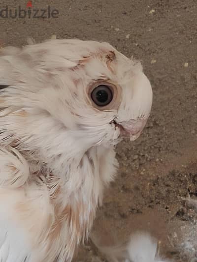 حمام عاده