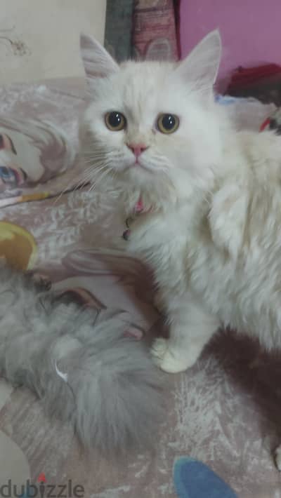  سيمبا وليندا للبيع  شيرازي رومي 8 شهور