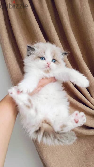 Ragdoll by colour kitten