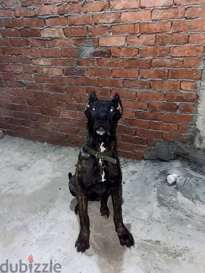 5 months presa canario puppy for sale near AUC