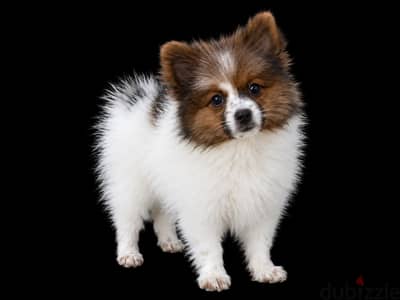 Pomeranian male & female  بوميرانيان تحف