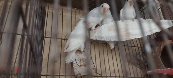 خمس حتت البينو فيشر بيور  عين حمرا بياض قطن