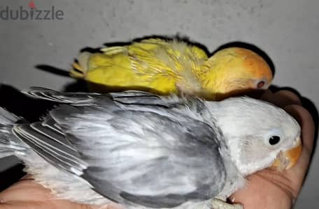 فرد روز وفر د فيشر لهواة التأكيل اليدوي