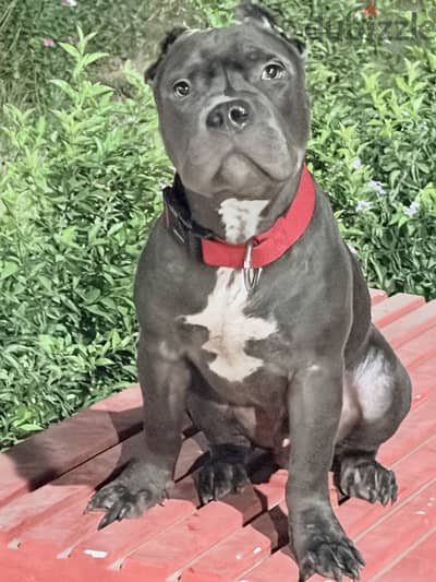 Premium American Bully (Top Pocket) — not pitbull