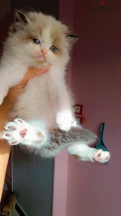Ragdoll  kittens