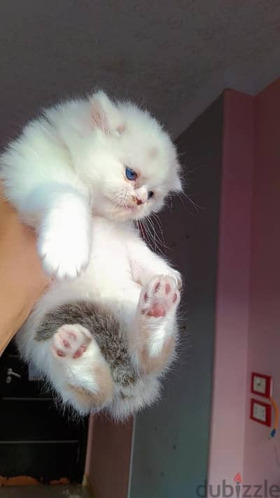 Ragdoll  kittens