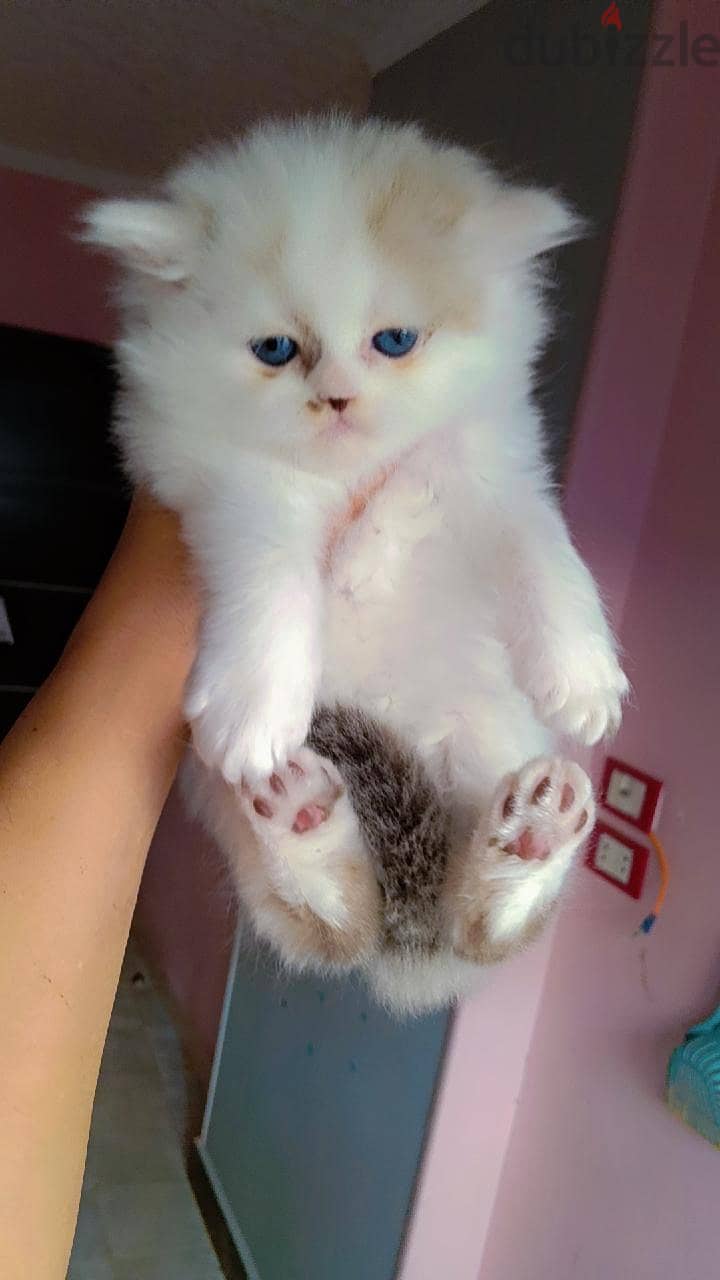 Ragdoll  kittens 2