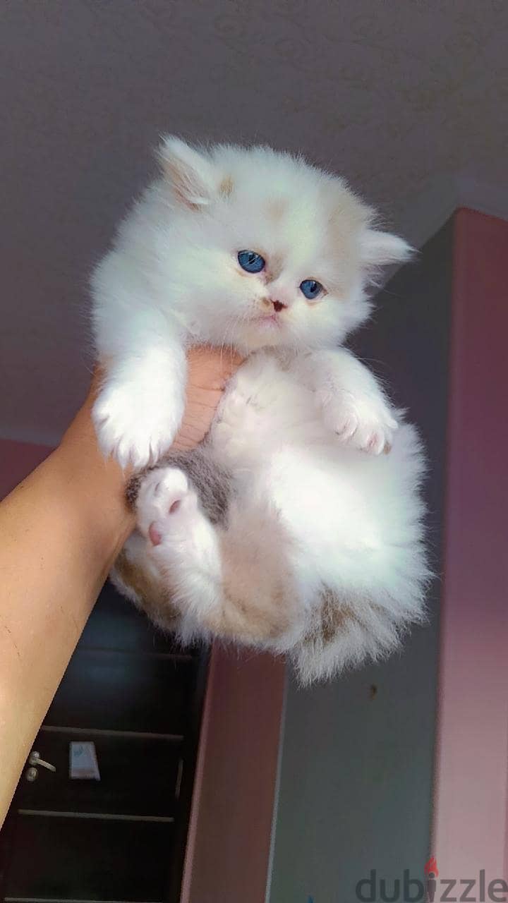 Ragdoll  kittens 3