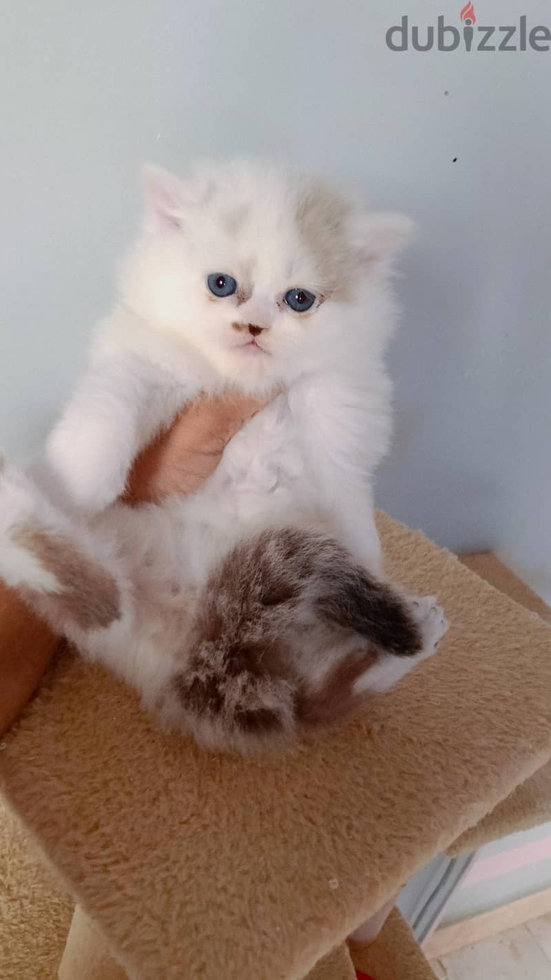 Ragdoll  kittens 4