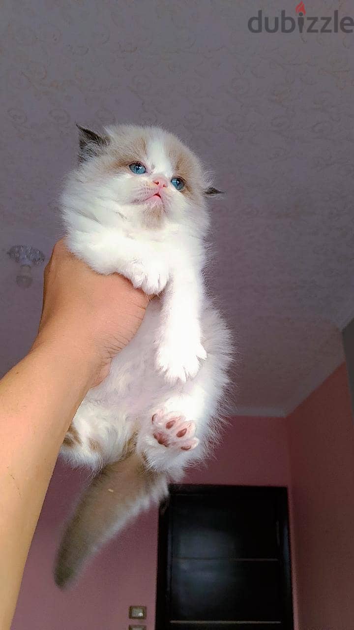 Ragdoll  kittens 5