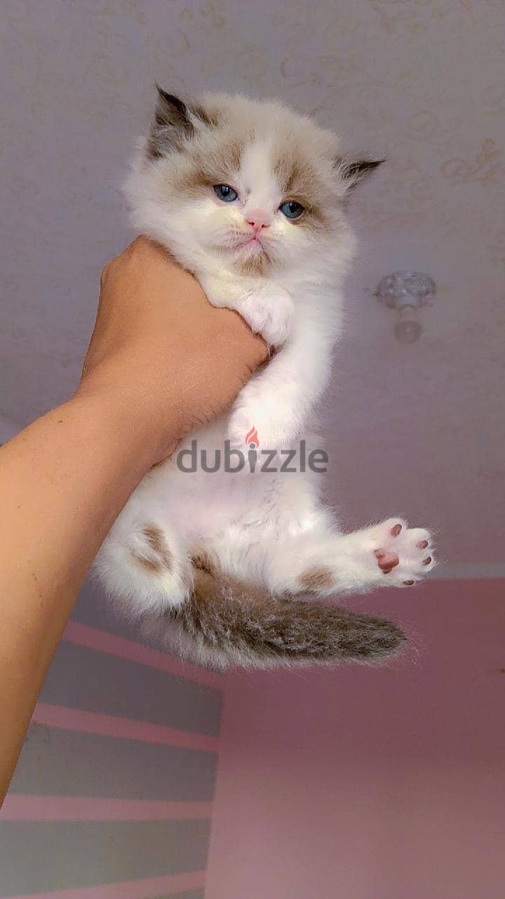 Ragdoll  kittens 6