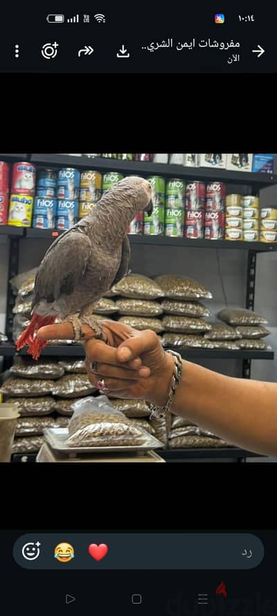 زنجبارى كاسكو للبيع حجم جمبو
