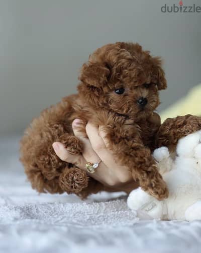 Tea cup poodle puppy 45 days