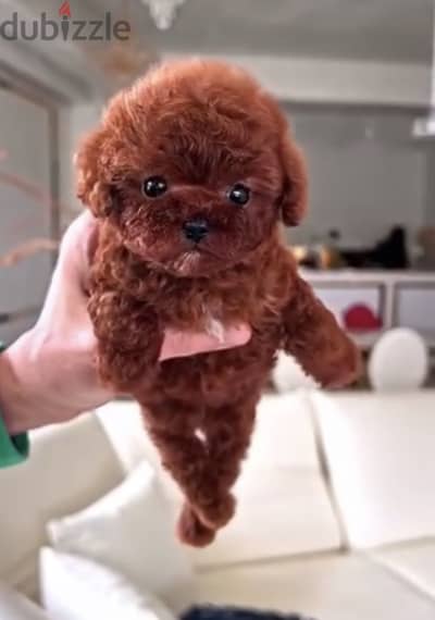 Teacup poodle _ teacup