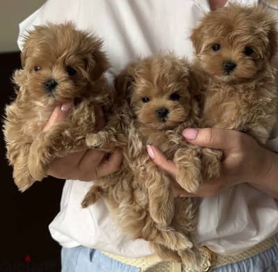 maltipoo _45 days