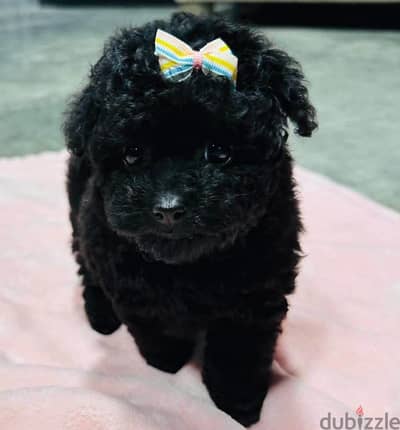 Tea cup poodle balck