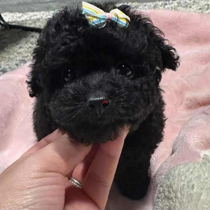 Tea cup poodle balck 1
