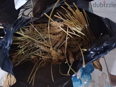 دخن واكل عصافير فيشر انجليزى روز